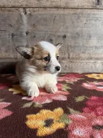 Female , a female Pembroke Welsh Corgi for sale in Vermontville, MI – Photo 4 of 6