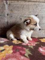 Female , a female Pembroke Welsh Corgi for sale in Vermontville, MI – Photo 2 of 6