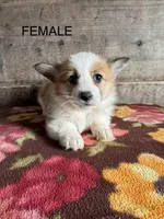 Female , a female Pembroke Welsh Corgi for sale in Vermontville, MI – Photo 1 of 6