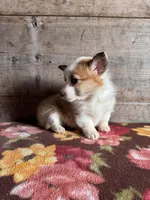 Female , a female Pembroke Welsh Corgi for sale in Vermontville, MI – Photo 5 of 6