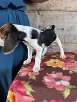 Female , a female Beagle for sale in Vermontville, MI – 2 of 3