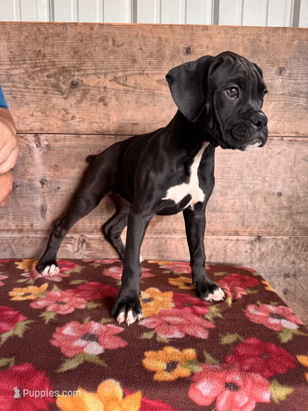 Female  – Boxer puppy for sale in Vermontville, MI