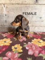 Female, a female Miniature Dachshund for sale in Vermontville, MI – 2 of 6