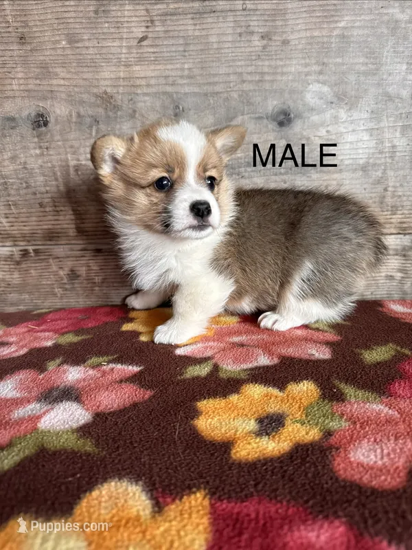 Male – Pembroke Welsh Corgi puppy for sale in Vermontville, MI
