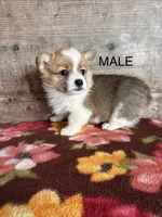 Male, a male Pembroke Welsh Corgi for sale in Vermontville, MI – 1 of 2