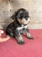 Male , a male Miniature Schnauzer for sale in Vermontville, MI – 4 of 4