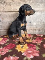 Female , a female Doberman Pinscher for sale in Vermontville, MI – 2 of 2