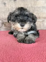 Male , a male Miniature Schnauzer for sale in Vermontville, MI – 3 of 4