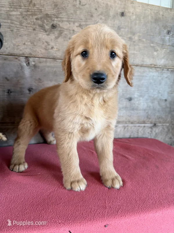 Female  – Golden Retriever puppy for sale in Vermontville, MI