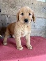 Female , a female Golden Retriever for sale in Vermontville, MI – 1 of 2