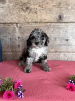 Male , a male Miniature Bernedoodle for sale in Vermontville, MI – 2 of 5