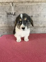 Male , a male Pembroke Welsh Corgi for sale in Vermontville, MI – 2 of 7