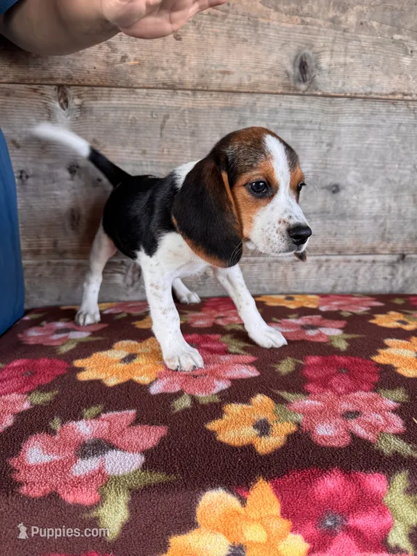 Female  – Beagle puppy for sale in Vermontville, MI