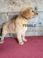 Female , a female Golden Retriever for sale in Vermontville, MI – 2 of 2