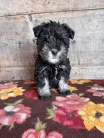 Male , a male Miniature Schnauzer for sale in Vermontville, MI – Photo 1 of 6