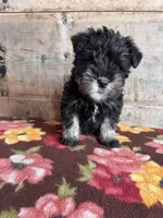 Male , a male Miniature Schnauzer for sale in Vermontville, MI – Photo 4 of 6