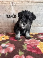 Male , a male Miniature Schnauzer for sale in Vermontville, MI – Photo 2 of 6