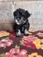 Male , a male Miniature Schnauzer for sale in Vermontville, MI – Photo 6 of 6