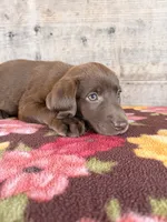 Female , a female Labrador Retriever for sale in Vermontville, MI – 3 of 7