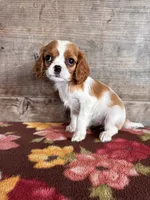 Female, a female Cavalier King Charles Spaniel for sale in Vermontville, MI – 4 of 4