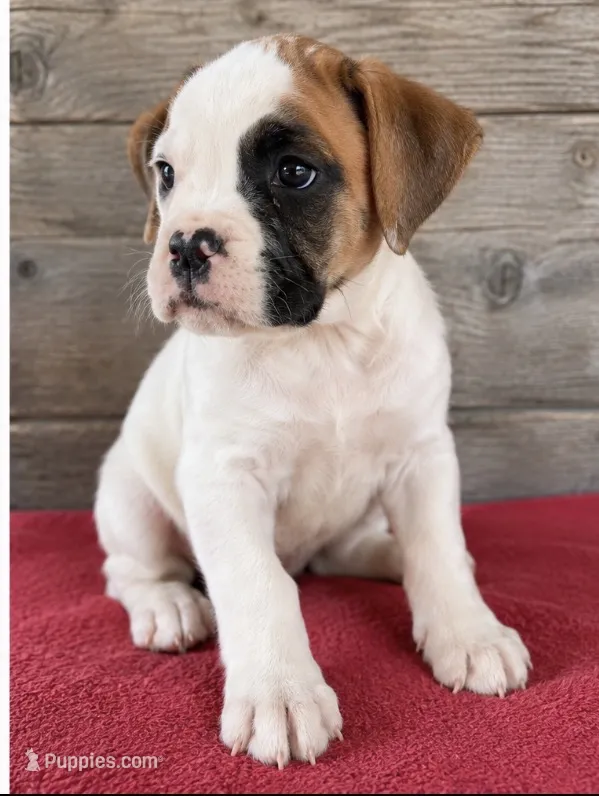 Male  – Boxer puppy for sale in Vermontville, MI