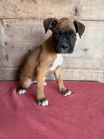 Female , a female Boxer for sale in Vermontville, MI – 6 of 6