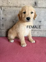 Female , a female Golden Retriever for sale in Vermontville, MI – 1 of 2
