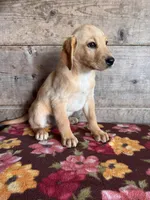 Male , a male Labrador Retriever for sale in Vermontville, MI – Photo 4 of 4