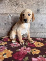 Male , a male Labrador Retriever for sale in Vermontville, MI – Photo 3 of 4