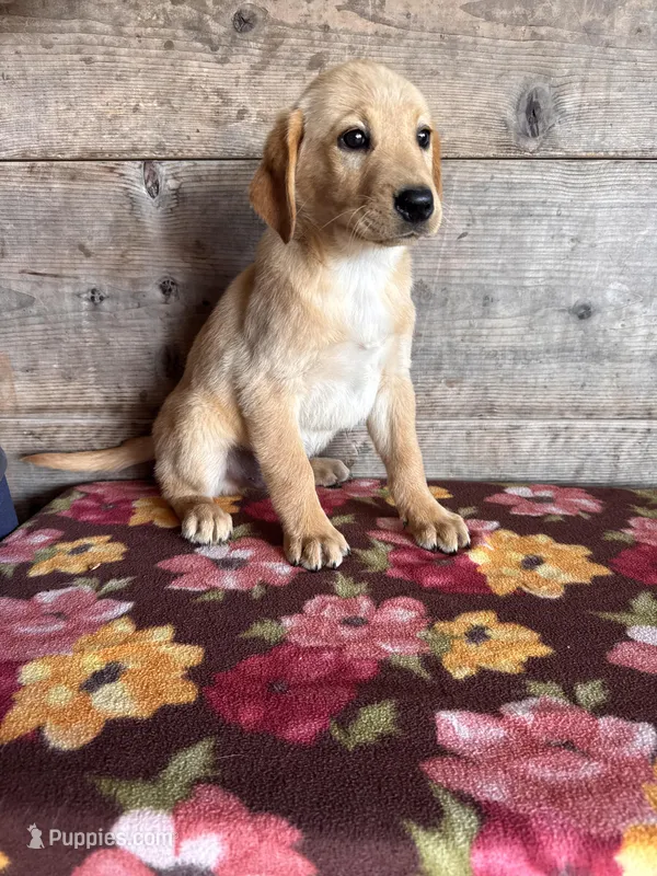 Male  – Labrador Retriever puppy for sale in Vermontville, MI