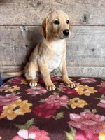 Male , a male Labrador Retriever for sale in Vermontville, MI – Photo 2 of 4