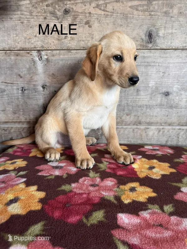 Male  – Labrador Retriever puppy for sale in Vermontville, MI
