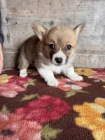 Female , a female Pembroke Welsh Corgi for sale in Vermontville, MI – 2 of 2