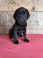 Male , a male Labrador Retriever for sale in Vermontville, MI – 1 of 3