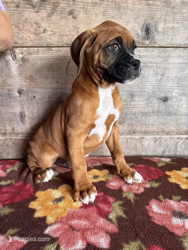 Male, a male Boxer for sale in Vermontville, MI – 1 of 3