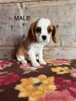Male , a male Cavalier King Charles Spaniel for sale in Vermontville, MI – 1 of 4