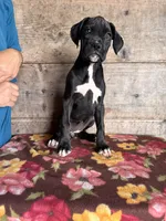 Female , a female Boxer for sale in Vermontville, MI – 2 of 2