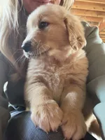 Male , a male Golden Retriever for sale in Vermontville, MI – 2 of 5
