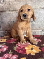 Male , a male Golden Retriever for sale in Vermontville, MI – 3 of 4