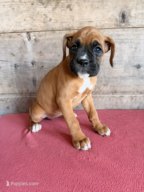 Female  – Boxer puppy for sale in Vermontville, MI