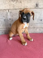 Female , a female Boxer for sale in Vermontville, MI – 1 of 6