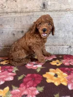 Female , a female Miniature Goldendoodle for sale in Vermontville, MI – 3 of 4
