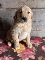 Female , a female Golden Retriever for sale in Vermontville, MI – Photo 3 of 3
