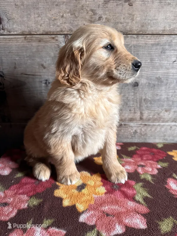 Female  – Golden Retriever puppy for sale in Vermontville, MI