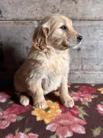 Female , a female Golden Retriever for sale in Vermontville, MI – Photo 1 of 3