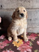 Female , a female Golden Retriever for sale in Vermontville, MI – Photo 2 of 3