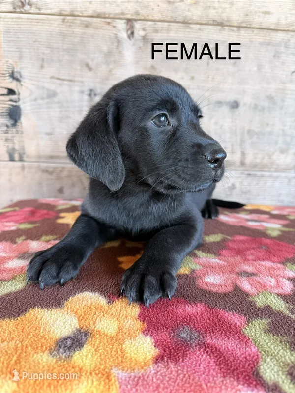 Female  – Labrador Retriever puppy for sale in Vermontville, MI