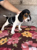 Male, a male Beagle for sale in Vermontville, MI – 5 of 5