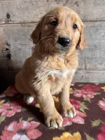 Male, a female Golden Retriever for sale in Vermontville, MI – Photo 2 of 2