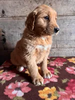 Male, a female Golden Retriever for sale in Vermontville, MI – Photo 1 of 2